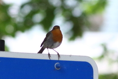 Erithacus rubecula