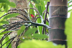 Myzomela caledonica