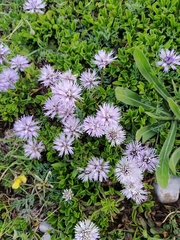 Globularia meridionalis