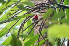 Myzomela caledonica