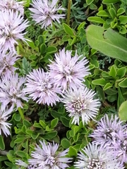 Globularia meridionalis