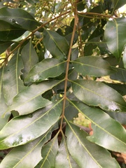 Dysoxylum