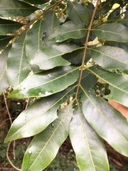 Dysoxylum