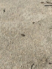Cicindela oregona