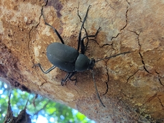 Plesiophthalmus formosanus