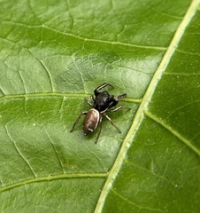 Sassacus vitis