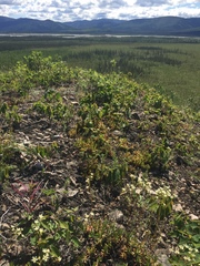 Odontarrhena obovata