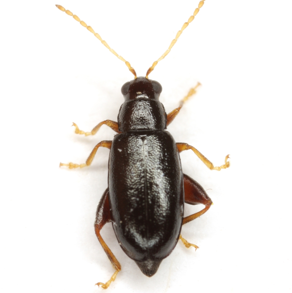 Systena pallicornis