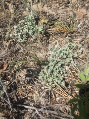 Odontarrhena obovata