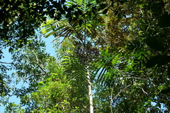 Chambeyronia divaricata