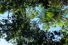 Chambeyronia divaricata