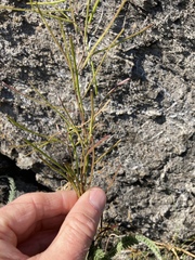 Arabis eschscholtziana
