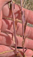 Arabis eschscholtziana