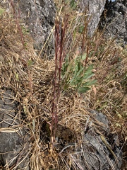 Arabis eschscholtziana