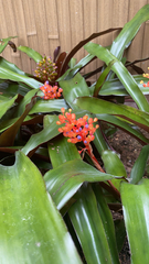 Aechmea fulgens