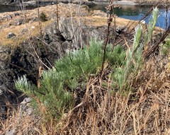 Artemisia campestris pacifica