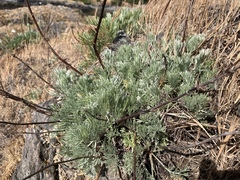 Artemisia campestris pacifica