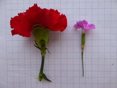 Dianthus caryophyllus