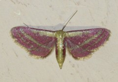 Leptostales laevitaria