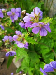 Geranium erianthum