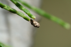 Callitris sulcata