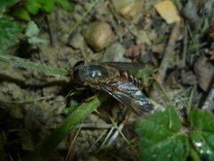 Tabanus sudeticus