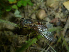 Tabanus sudeticus