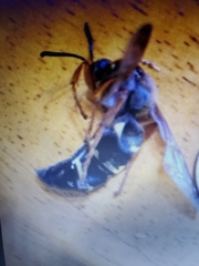 Sphecius