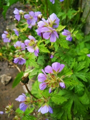 Geranium erianthum