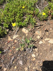Potentilla rubricaulis