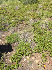 Potentilla rubricaulis