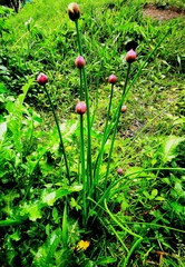 Allium schoenoprasum