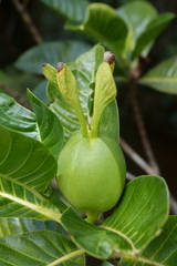 Gardenia aubryi