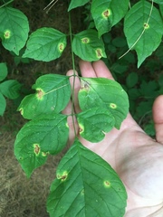 Puccinia sparganioidis