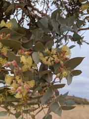 Eucalyptus gillii