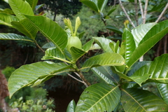 Gardenia aubryi