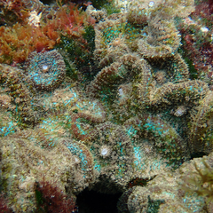 Rhodactis bryoides