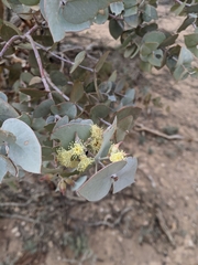 Eucalyptus gillii