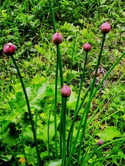 Allium schoenoprasum