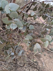 Eucalyptus gillii