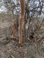 Eucalyptus gillii