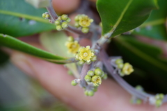 Tristaniopsis capitulata