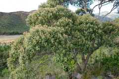Tristaniopsis capitulata
