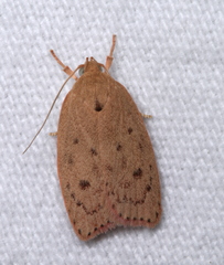 Prionocris protoxantha