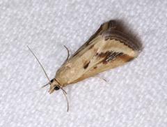 Achyra massalis
