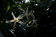 Thiollierea