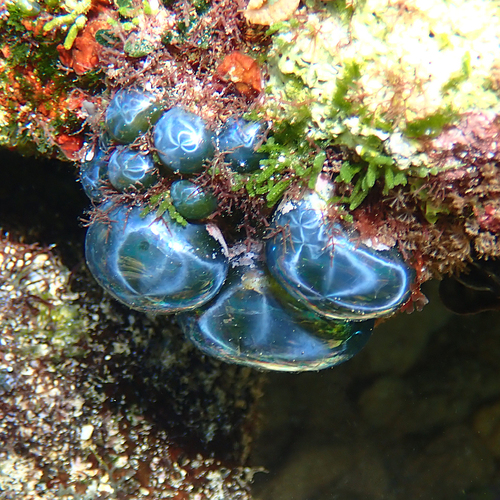 Valonia ventricosa