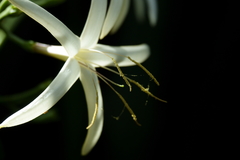 Thiollierea