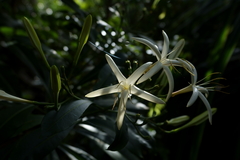 Thiollierea