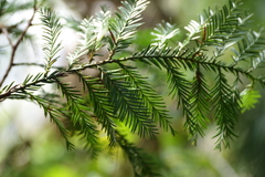 Dacrycarpus vieillardii